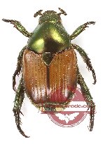 Popilia sp. 10