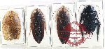 Scientific lot no. 99 Blattodea (4 pcs)