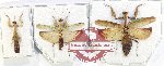 Scientific lot no. 19 Mantidae (3 pcs)
