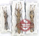 Scientific lot no. 37 Phasmidae (3 pcs A, A-, A2)