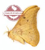 Cricula elaesia (A2)