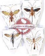 Scientific lot no. 457 Hymenoptera (4 pcs)
