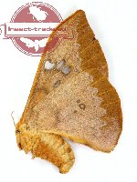 Cricula elaesia