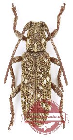 Apomecyna sp. 2 (A2)