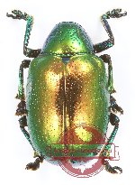 Eumolphus sp. 4