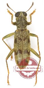 Omadius sp. 32