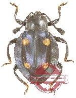 Eumorphus sp. 9
