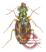 Pericalus sp. 5