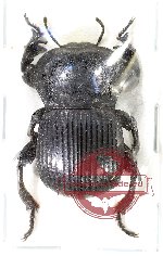 Tenebrionidae sp. 115