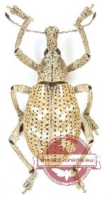 Rhinoscapha sp. 24