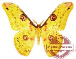 Loepa cynopis
