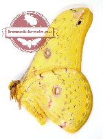 Loepa cynopis