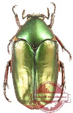 Agestrata angusta ssp.