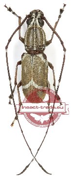 Xenocerus sp. 9