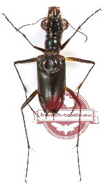 Therates wallacei spinipennoides (A-)