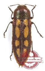 Castiarina ferruginea (A-)