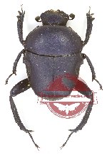 Gymnopleurus sp. 17