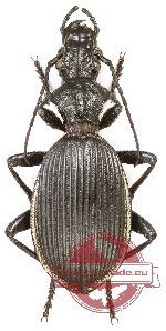 Thermophilum massilicatum (A2)