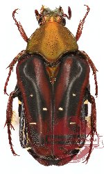Eumacronota viridicollis (5 pcs)