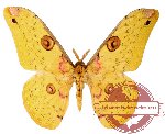 Loepa cynopis