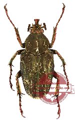 Mycteristes (Cephalocosmus) tonkinensis (5 pcs)