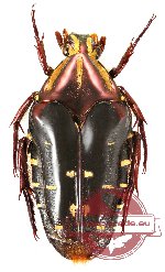 Coilodera diardi