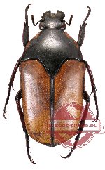 Lomaptera satanas (A2)