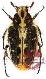 Taeniodera zebrae (6 pcs)