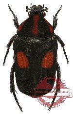 Glycyphana (Caloglycyphana) trivittata
