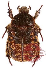 Protaetia (Pachyprotaetia) mixta (5 pcs)