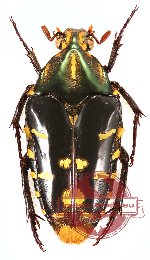 Coilodera arnaudi