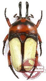 Dicheros (s.str.) bicornis decorus (10 pairs)