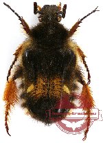Bombodes nigellus