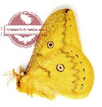 Neodiphtera arfakiana Brechlin, 1991