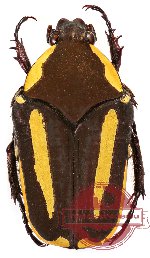 Clinteria vittigera (10 pcs)
