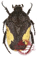 Clinteria atra flavomarginata (variation)