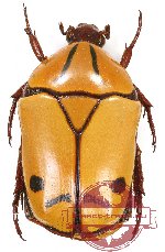 Pachnoda histrio