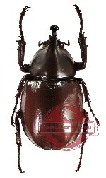 Xylotrupes gideon ssp.