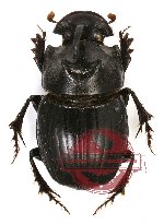 Copris sp. 7A (5 pcs)