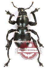 Pachyrhynchus morotaiensis (5 pcs A-)