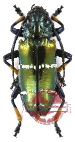 Sphingnotus mirabilis admirabilis (5 pcs)