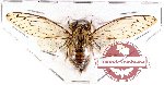 Cicadidae sp. 20 (A-)