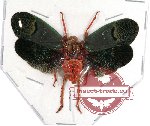 Scamandra castanea (5 pcs)
