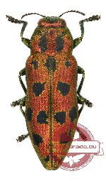 Palmar (Lamprodilla) sp. 2
