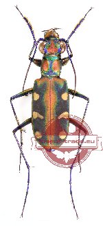 Cosmodela virgula (10 pcs)