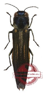 Agrilus sp. 26