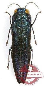 Agrilus sp. 44