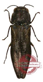 Agrilus sp. 22