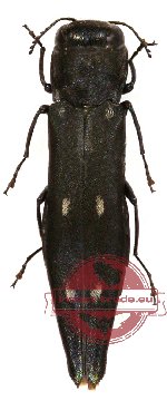 Agrilus sp. 16