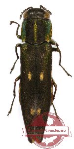 Agrilus sp. 30 (A-)